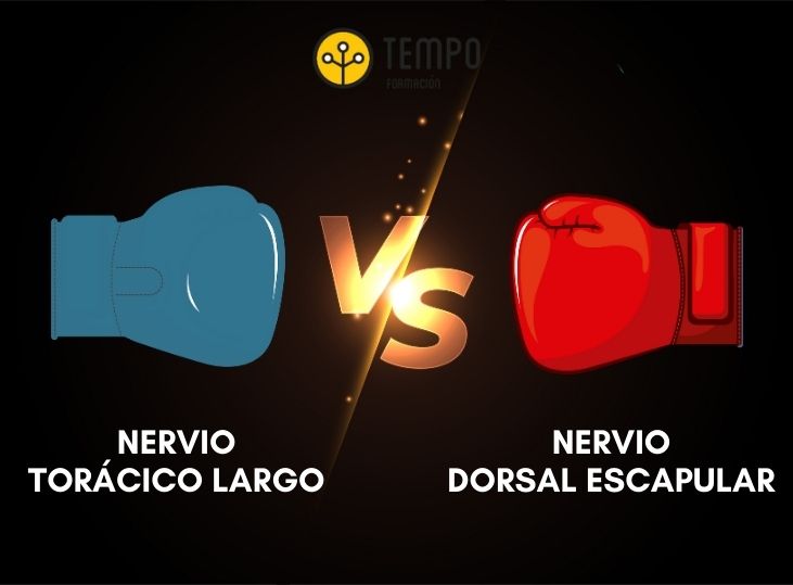 nervio-toracico-largo-y-nervio-dorsal-escapular